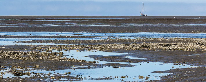 Japanse oesterbank op de Engelsmanplaat in de Waddenzee met op de achtergrond de klipper Najada.